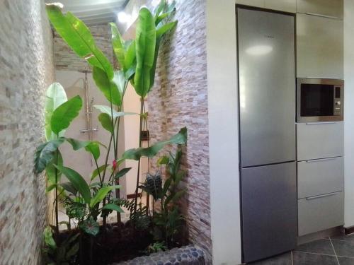 a kitchen with plants and a stainless steel refrigerator at BEL HORIZON Nosy Be in Nosy Be