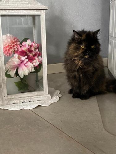 a cat sitting on the floor next to a mirror at B&B La Terrazza in Pozzolengo