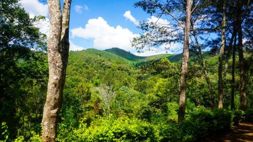 a view of the mountains from the forest at LUSHOTO EXECUTIVE LODGE in Lushoto