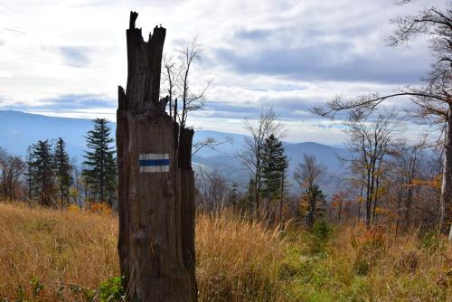 a tree stump with a blue label on it in a field at Willa Góralka in Szczyrk