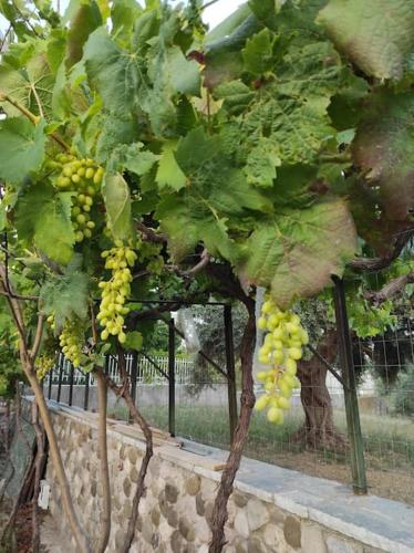 a bunch of grapes hanging from a tree at Vlasis home in Nafpaktos