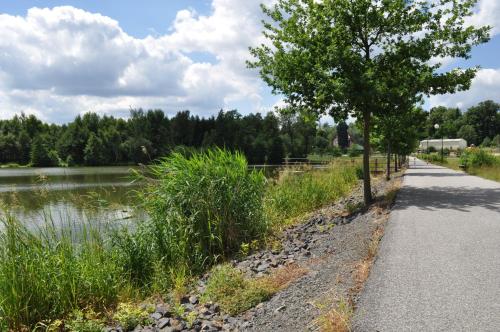 a path next to a lake with a tree at Penzion Lípa in Krásná Lípa
