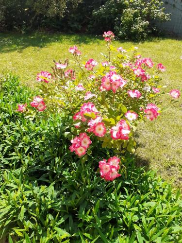 a bush of pink flowers in a yard at Belle chambre dans un quartier calme in Brussels