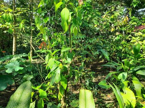 a forest filled with lots of green plants at Miah house in Puerto Jiménez