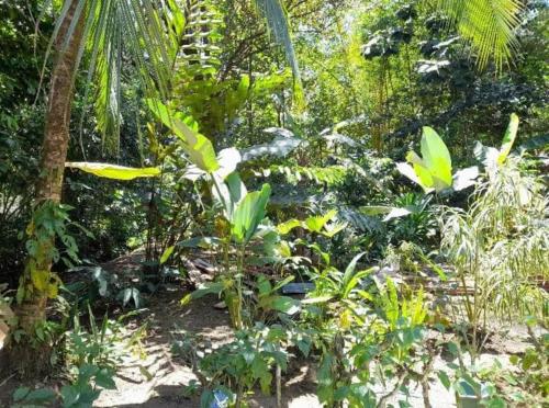 a forest filled with lots of green plants and trees at Miah house in Puerto Jiménez