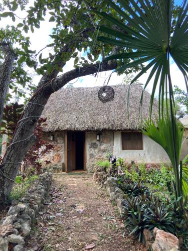 a house with a thatched roof and a tree at Encantadora Villa Maya tradicional en Rancho Agroecologico in Tzucaceb