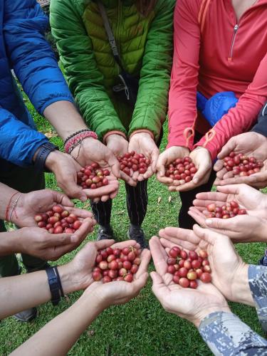 a group of people holding their hands in a pile of tomatoes at Lia B&B Lucmabamba in Sahuayacu