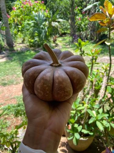 a hand holding a small mushroom in a garden at Encantadora Villa Maya tradicional en Rancho Agroecologico in Tzucaceb