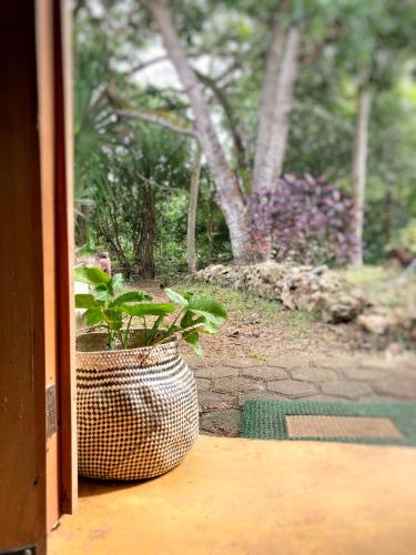 a potted plant sitting on a window sill at Encantadora Villa Maya tradicional en Rancho Agroecologico in Tzucaceb
