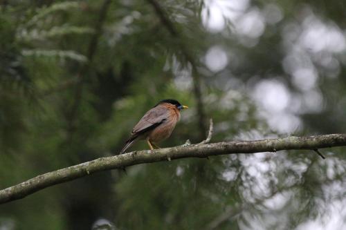 a bird perched on top of a tree branch at Zeenath Taj Gardens in Yelagiri