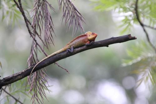 a lizard is sitting on a tree branch at Zeenath Taj Gardens in Yelagiri