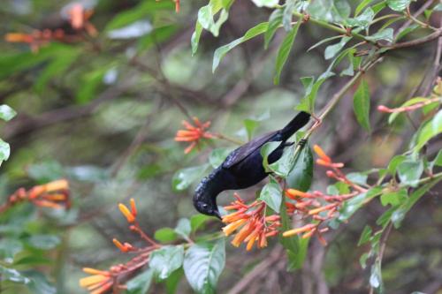 a black bird perched on a tree branch with flowers at Zeenath Taj Gardens in Yelagiri