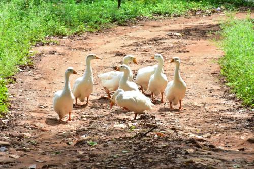 a group of white ducks walking down a dirt road at Zeenath Taj Gardens in Yelagiri