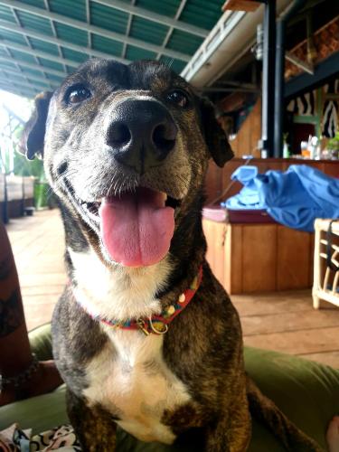 a dog sitting on a couch with its tongue out at The Hideaway in Kampot