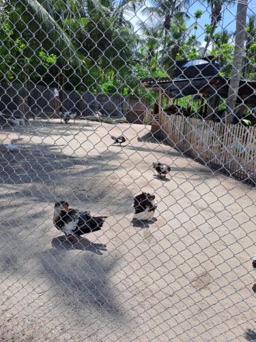 Tiere im Hotel oder in der Nähe
