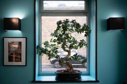 a bonsai tree sitting in front of a window at Hotel de Normandie in Lyon