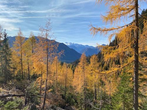 a forest of trees with mountains in the background at 'dasBergblick' in Altaussee