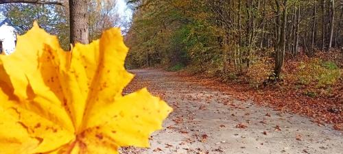 a yellow maple leaf laying on a dirt road at Dom nad jeziorem WIDOKówka in Żywiec