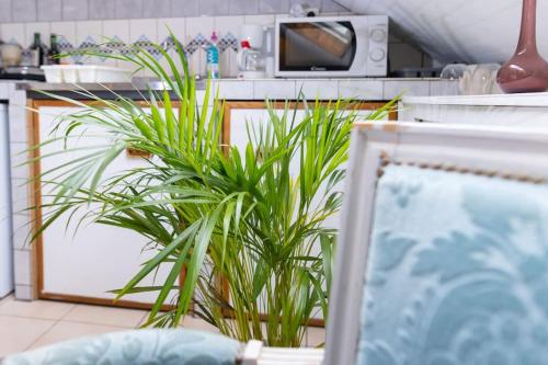 une cuisine avec deux plantes devant un comptoir dans l'établissement Studio sous les étoiles au coeur de Jaurès, à Belfort