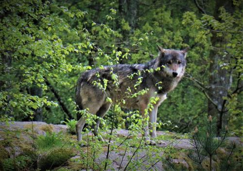 a wolf standing on a rock in a forest at Bograngen LGH D in Brograngen