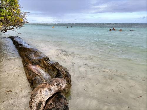 a tree branch laying in the sand on a beach at Nuits étoilés in Baillif