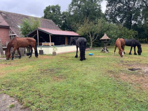 trois chevaux paissant dans l'herbe devant une maison dans l'établissement Hipsy-Gipsy saunalodge, à Heede