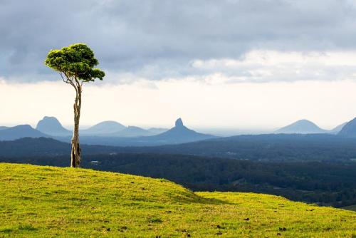 a tree on a hill with mountains in the background at Forest Haven 2 BR Styled Modern Sanctuary at Maleny in Maleny