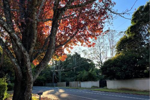 a tree on the side of a road at Forest Haven 2 BR Styled Modern Sanctuary at Maleny in Maleny