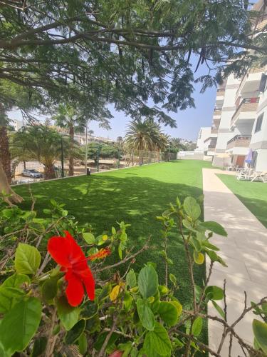 a red flower in front of a green lawn at Endless Summer in San Bartolomé de Tirajana