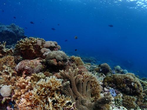 a coral reef in the ocean with at Pandan Wangi in Nusa Lembongan
