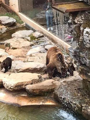 two brown bears standing on rocks in the water at Gîtes des Deux Vallées La Borieta du Causse - Rocamadour in Rocamadour