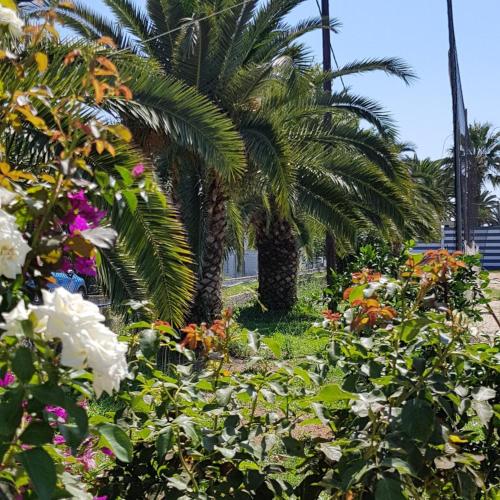 Κήπος έξω από το Malibu Summer Studios