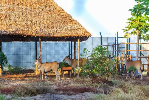 a group of animals standing next to a straw hut at Aya Sophia Villa Garden Hotel in Dar es Salaam