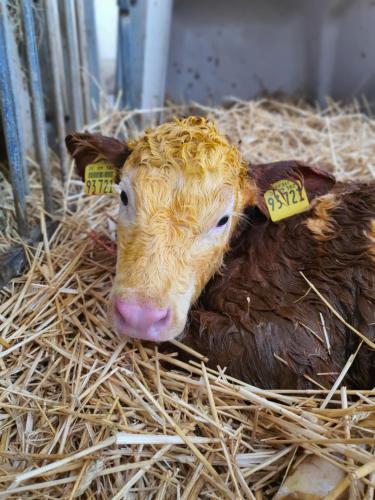 a brown cow laying in hay with tags on its ears at Kleberhof - Urlaub auf dem Bauernhof in Eslarn