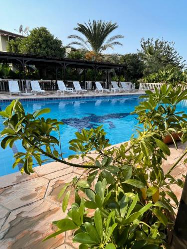 a large swimming pool with lounge chairs in a resort at Club Alda in Lapithos