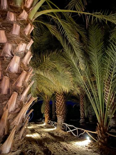 two palm trees in front of a wall at كوخ آفيري Aviary Hut in AlUla
