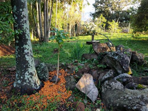 a garden with rocks and a tree in a park at Contempla Joanópolis in Joanópolis