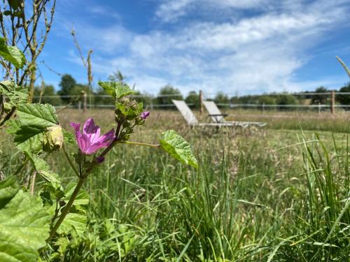 a purple flower in a field with a bench at La vagabonde in Gesves