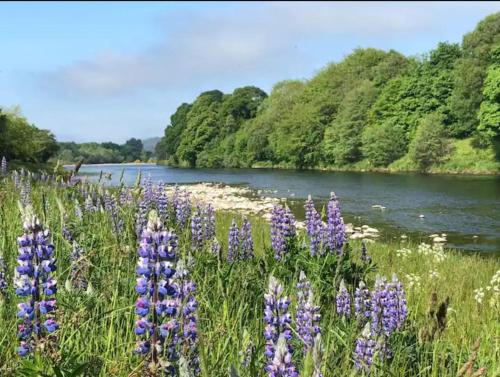 a field of purple flowers next to a river at St Marys Farmhouse - Traditional Country Farmhouse with Open Fire in Fochabers