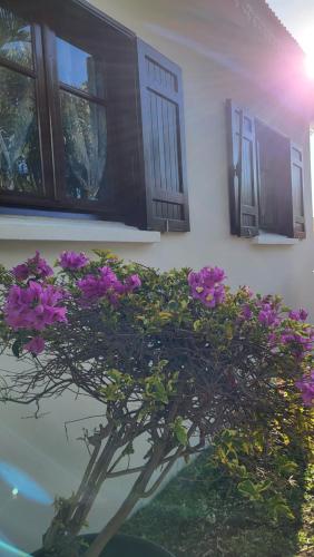 a plant with purple flowers in front of a building at Villa Creole alamanda 2 in Petite Île