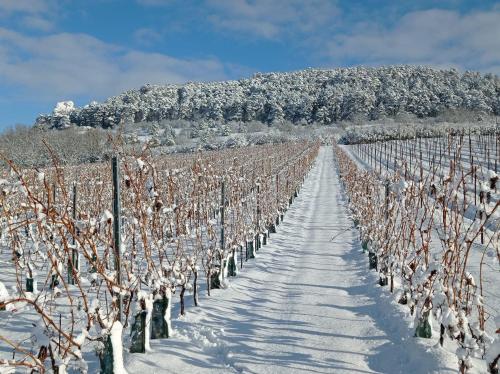 a vineyard covered in snow on a mountain at Palavahof in Perná