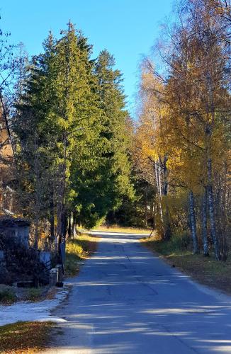 an empty road with trees on both sides at KOKICHE 4 Friends, Borovets in Borovets