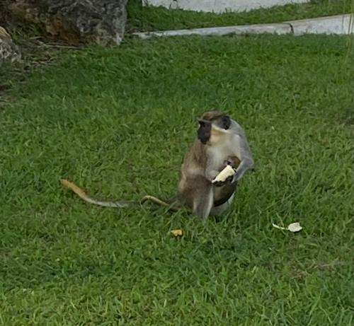 a monkey sitting in the grass holding a banana at Barbados Luxury Villa with Pool in Saint James