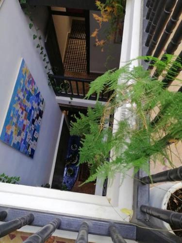 a plant sitting on the side of a building at Charmant riad pour familles ou groupes - Dar Mama in Essaouira