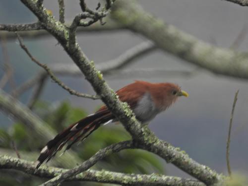 a red bird perched on a tree branch at Finca TRADICIONAL EL OTOÑO in Pijao