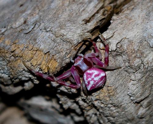 a small purple crab on a piece of wood at Oupoort Eco & Guest Farm - Sutherland - Middelpos in Sutherland