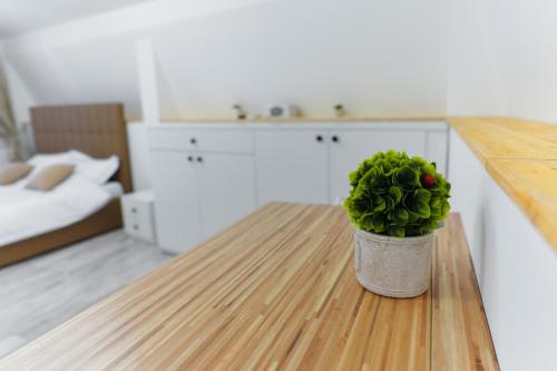 a potted plant sitting on a table in a room at Bella House in Craiova