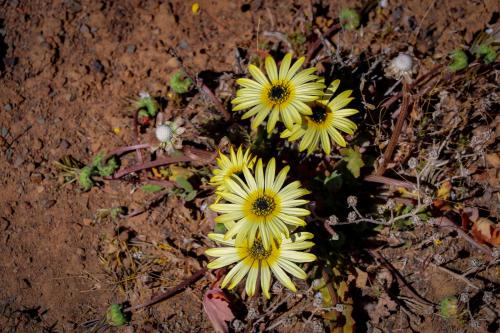 a group of yellow flowers on the ground at Oupoort Eco & Guest Farm - Sutherland - Middelpos in Sutherland