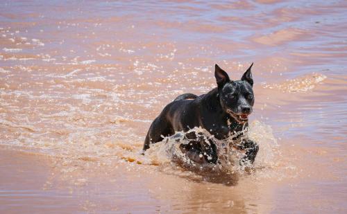a black dog is running in the water at Oupoort Eco & Guest Farm - Sutherland - Middelpos in Sutherland