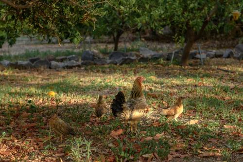 a group of chickens standing in the grass at Hotel Rural Las Longueras in Agaete